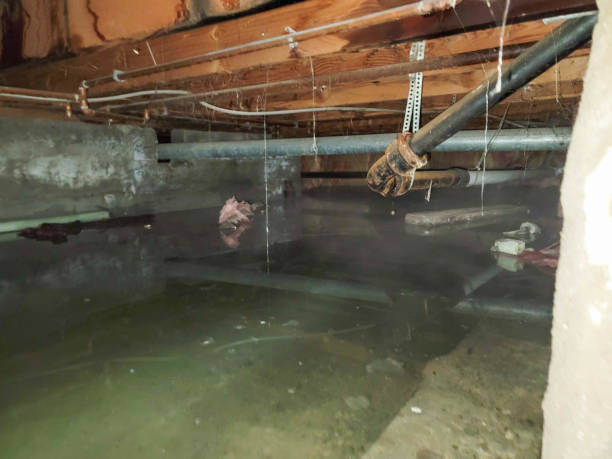 Best Water damage restoration near me  in Milton, WA