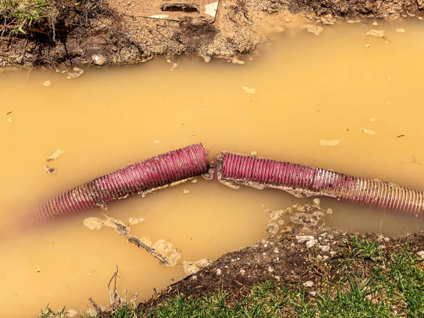 Best Flood restoration services  in Milton, WA